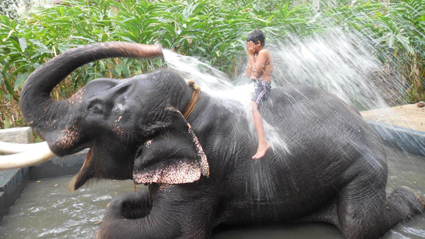 photo of boy on elephant