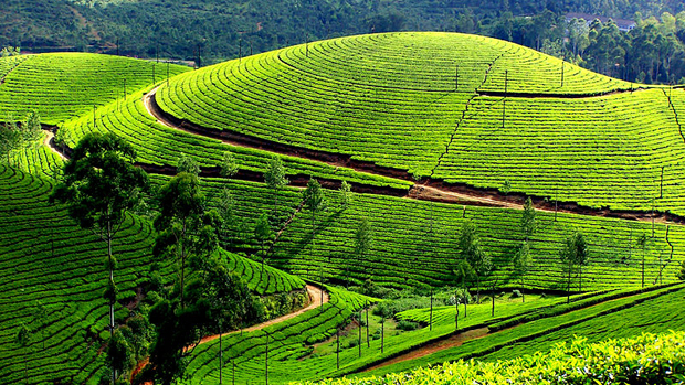 photo of tea estate