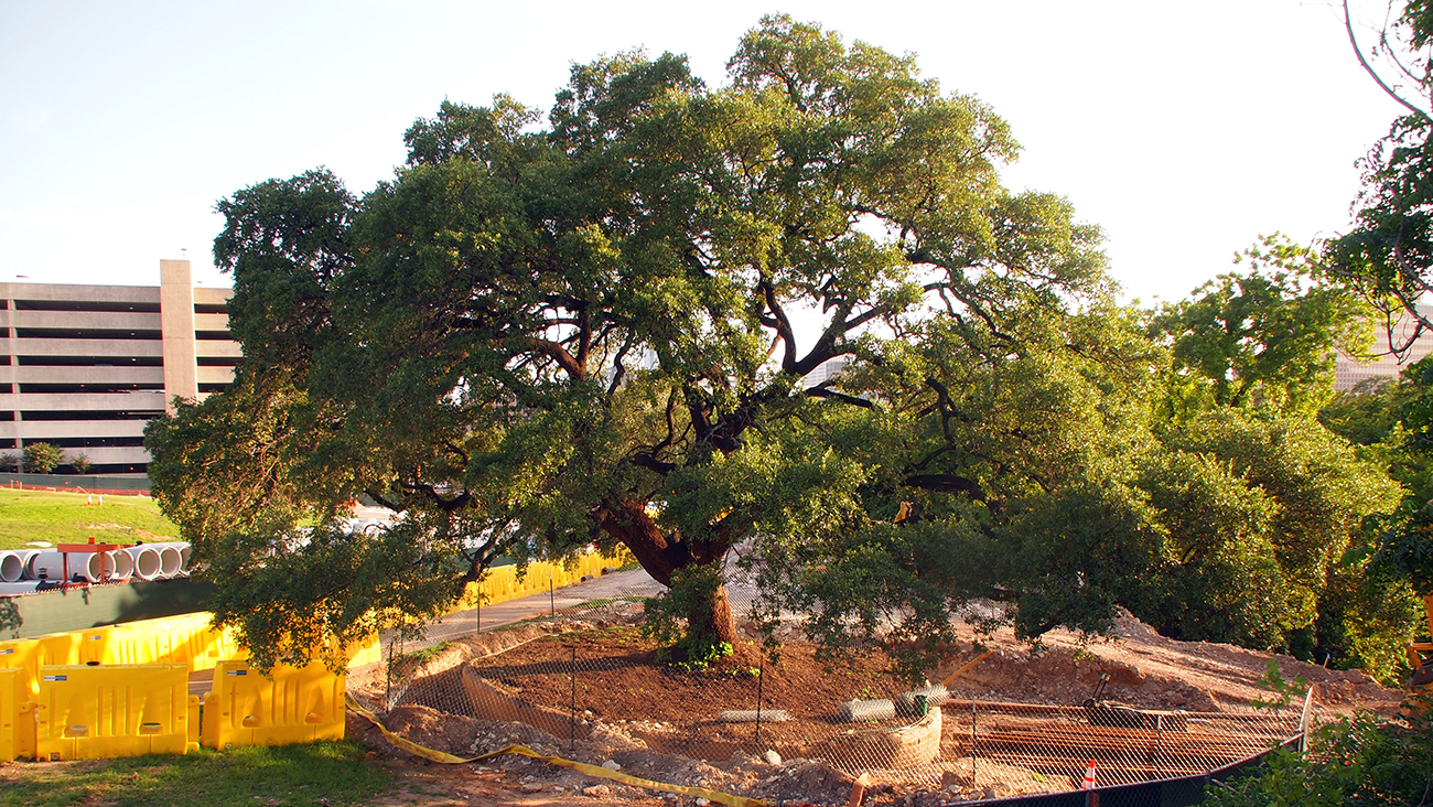 photo of tree