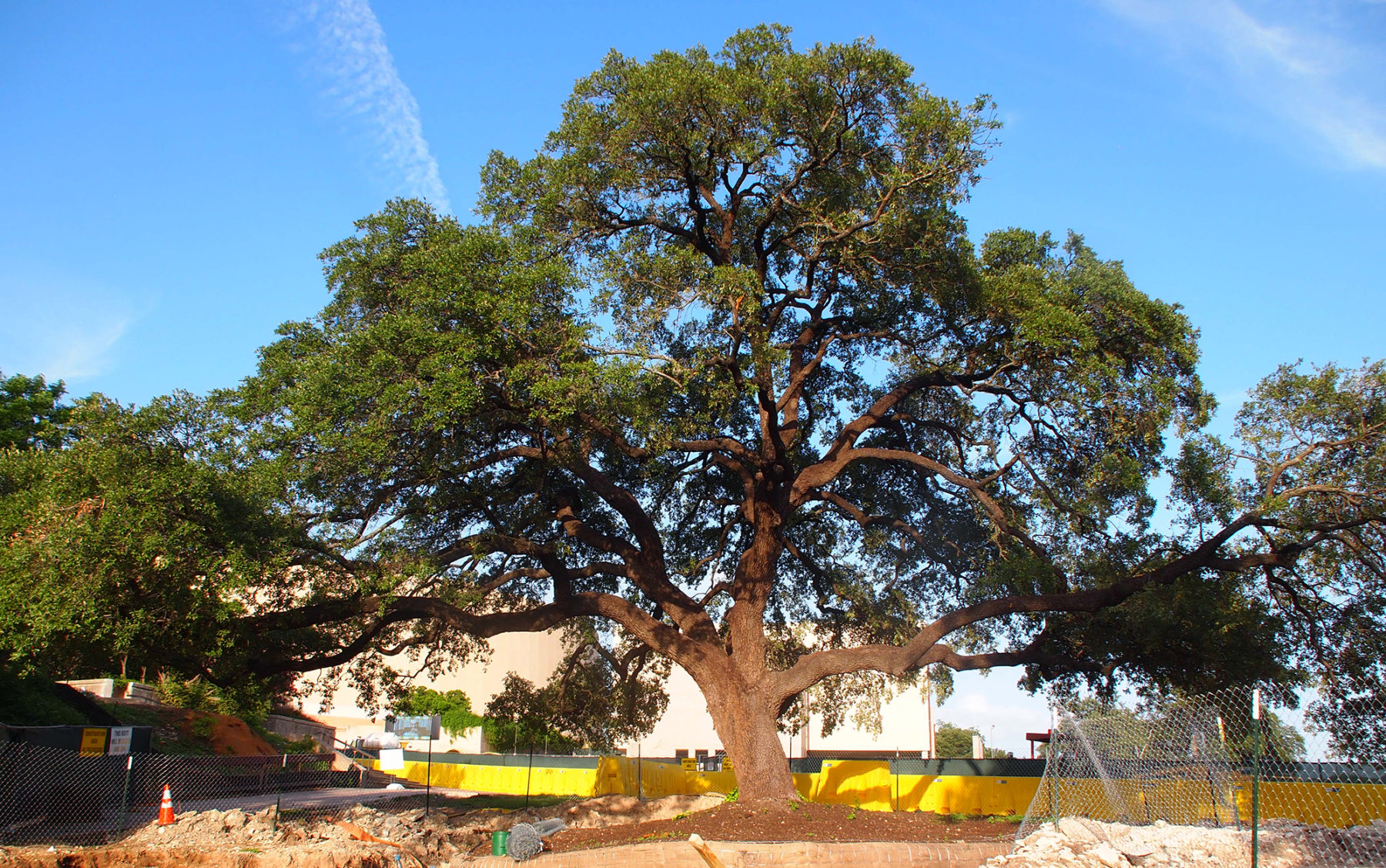 large tree next to buildings shows scale