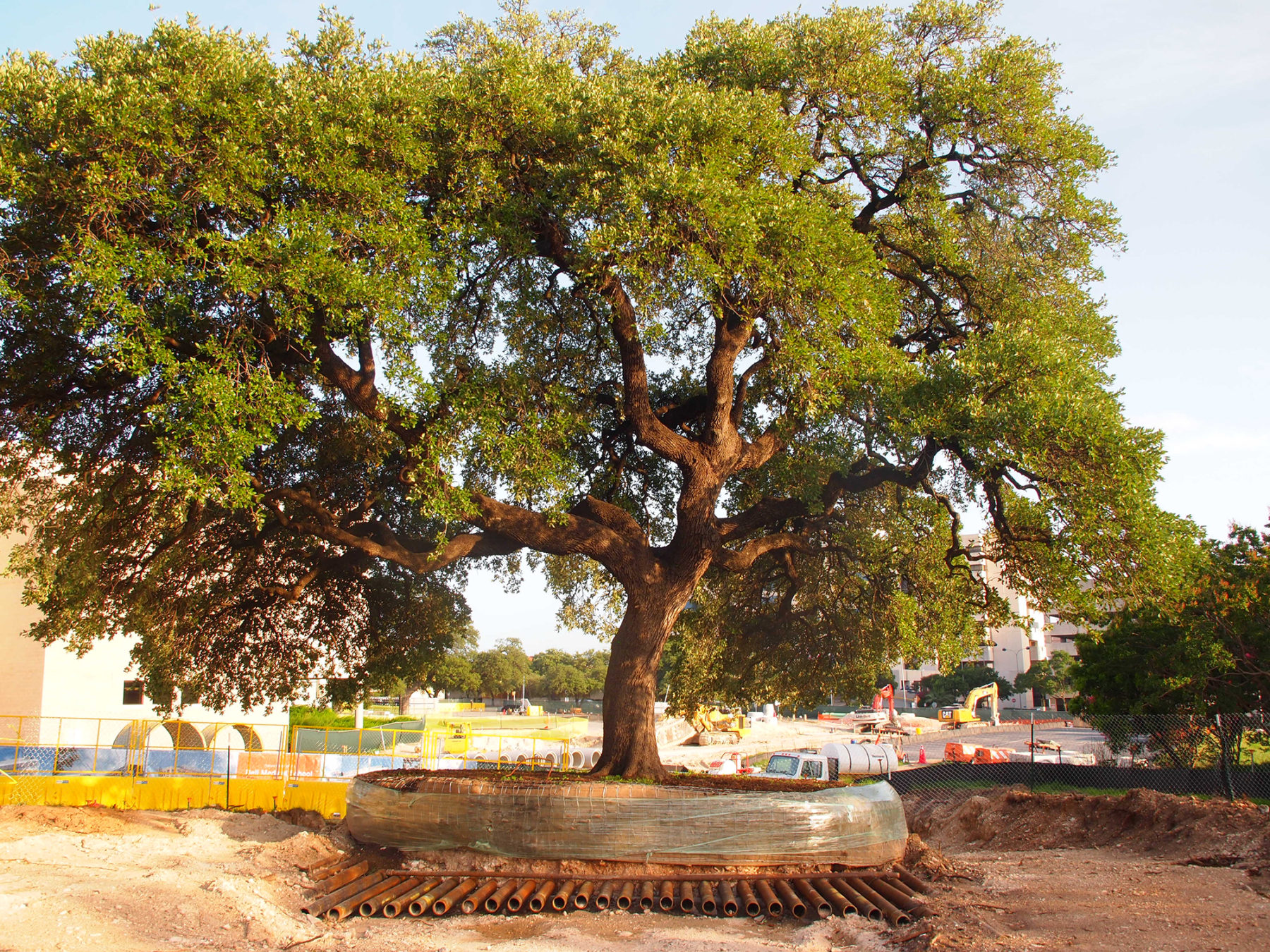 large live oak prepared for move