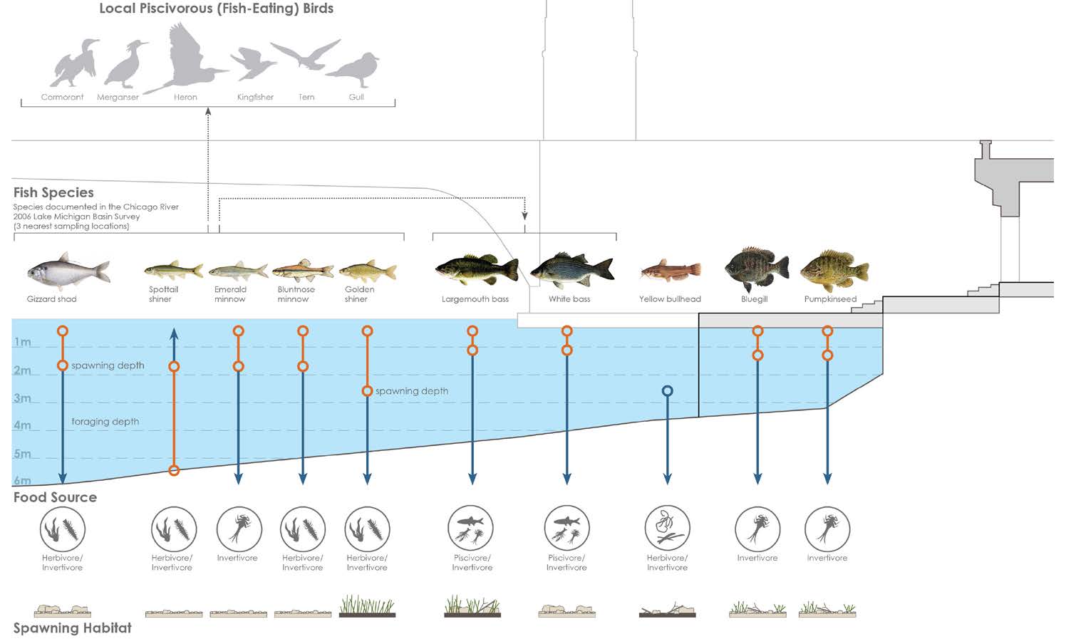 diagram of fish types