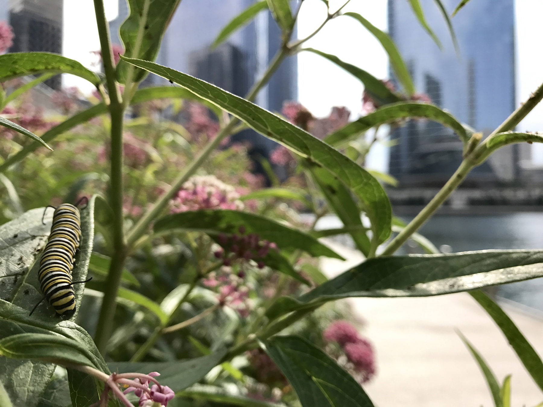 photo of caterpillar on plant