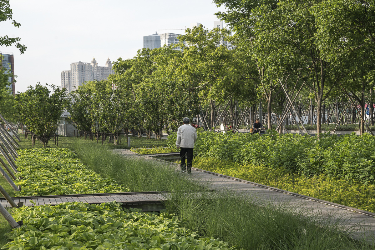 Man walking down tree-lined path