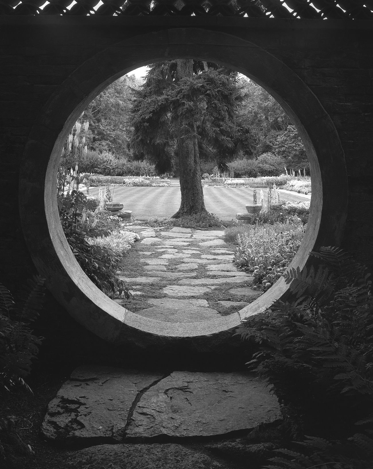 photo of tree through circular hole in wall