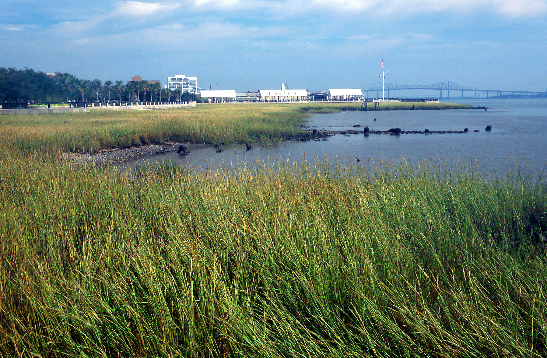 Photo of grasses along water's edge