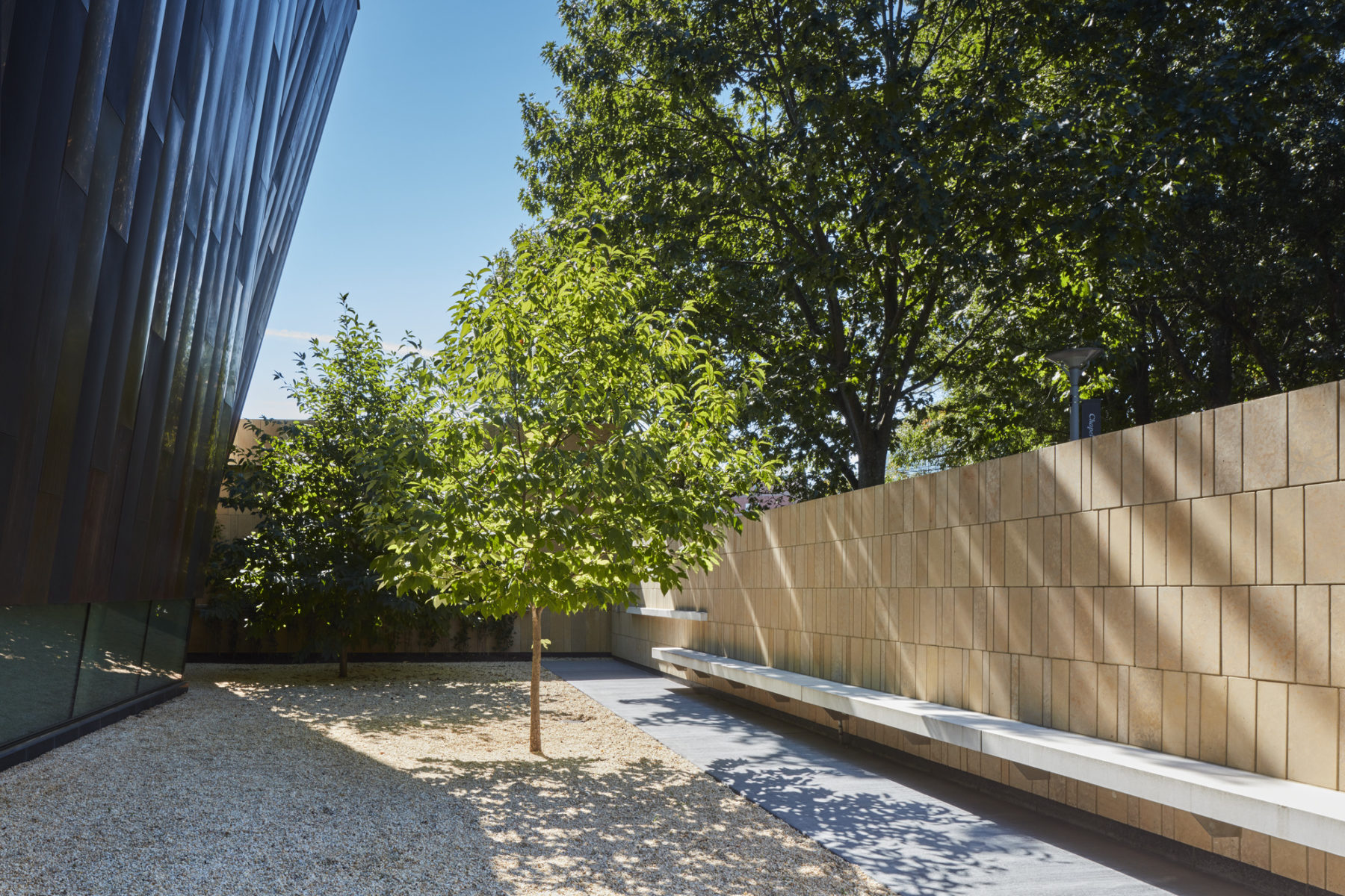 tree shaded by a building