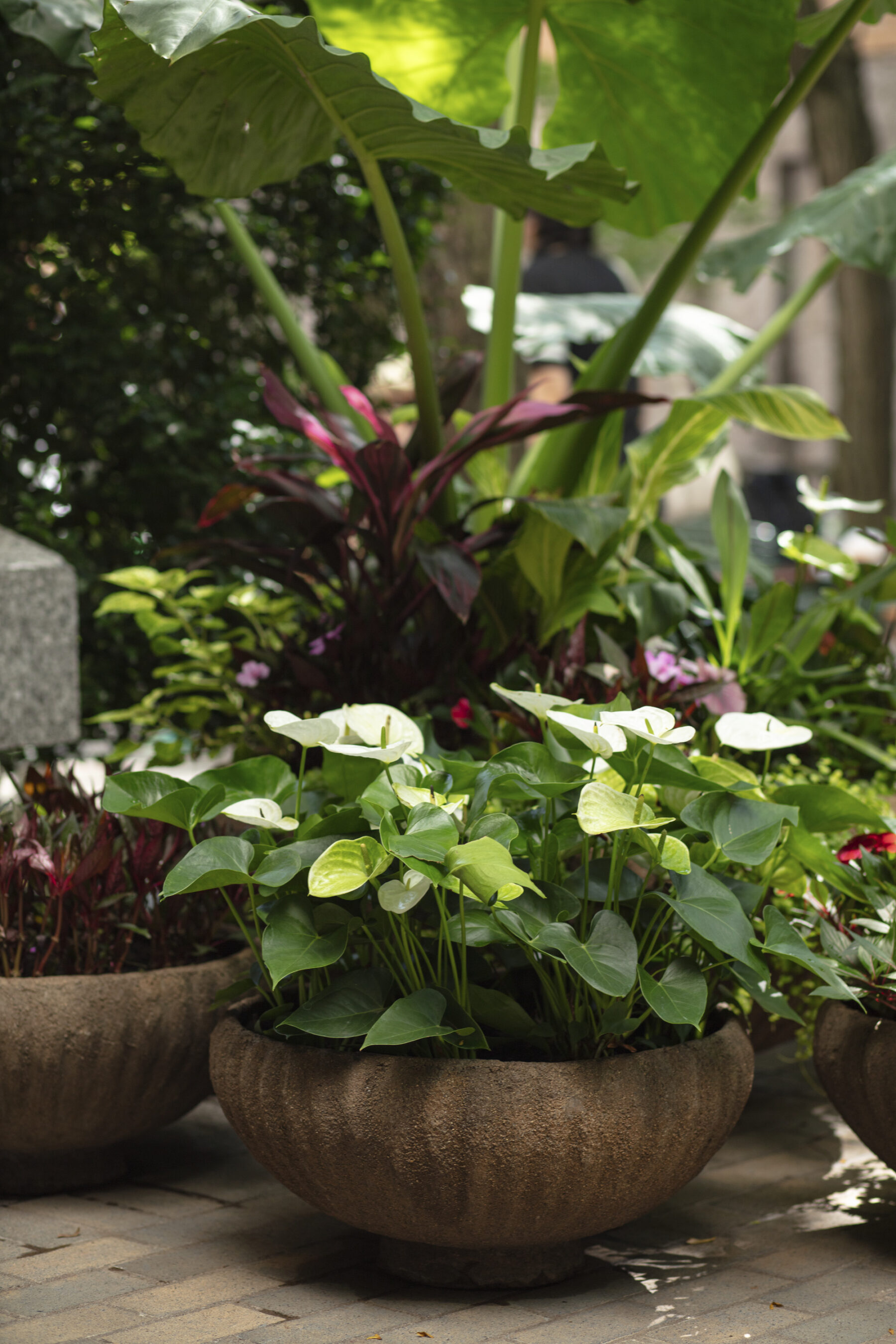 Close up of plantings in the decorative urns with lush summer tropicals