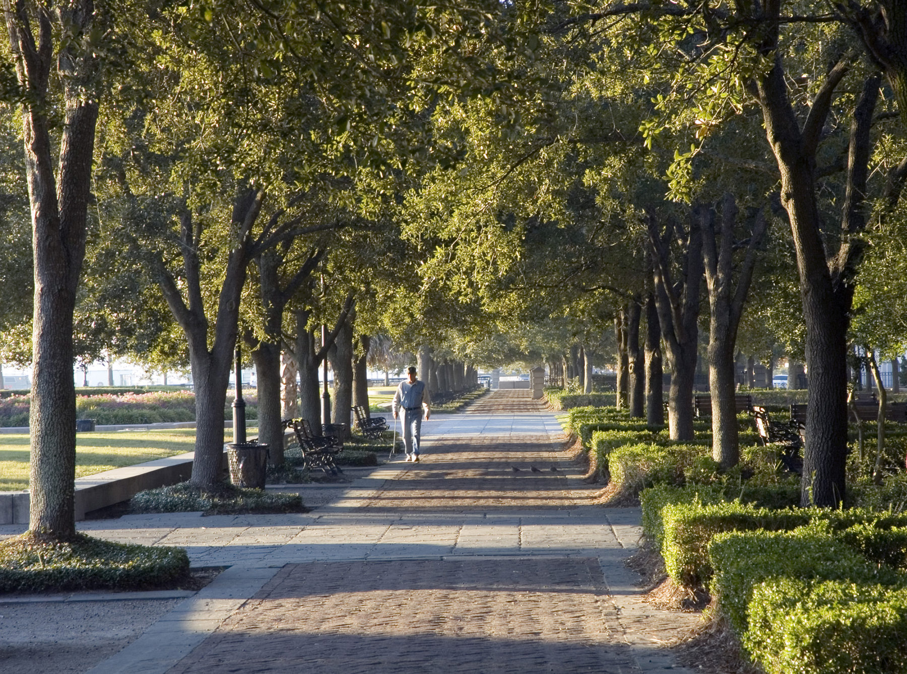 Photo of man walking along allay of trees in park