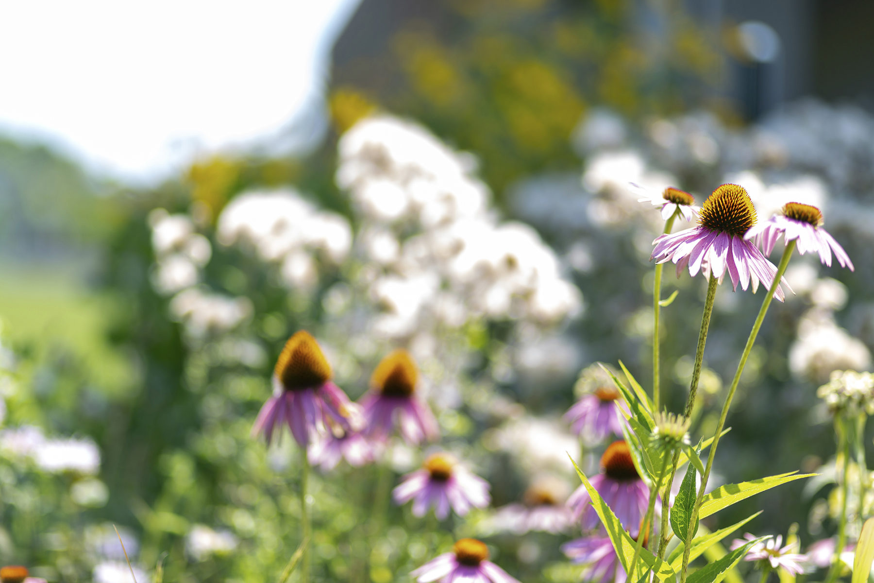 Image of wildflowers