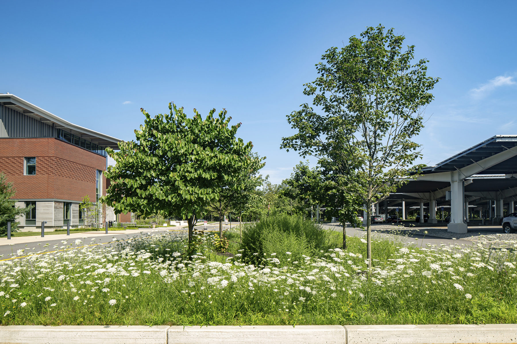 Image of trees and flowers