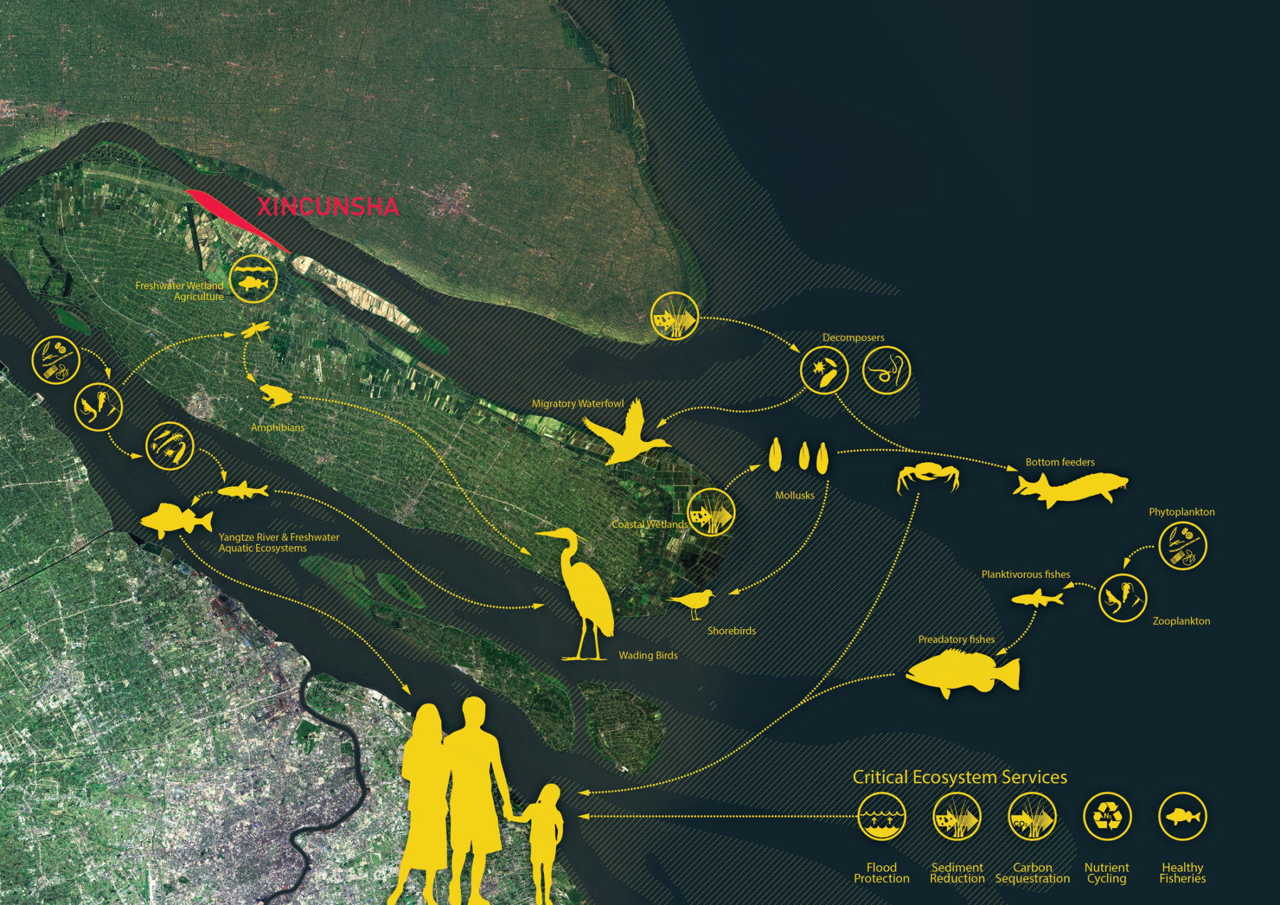 diagram of site ecology