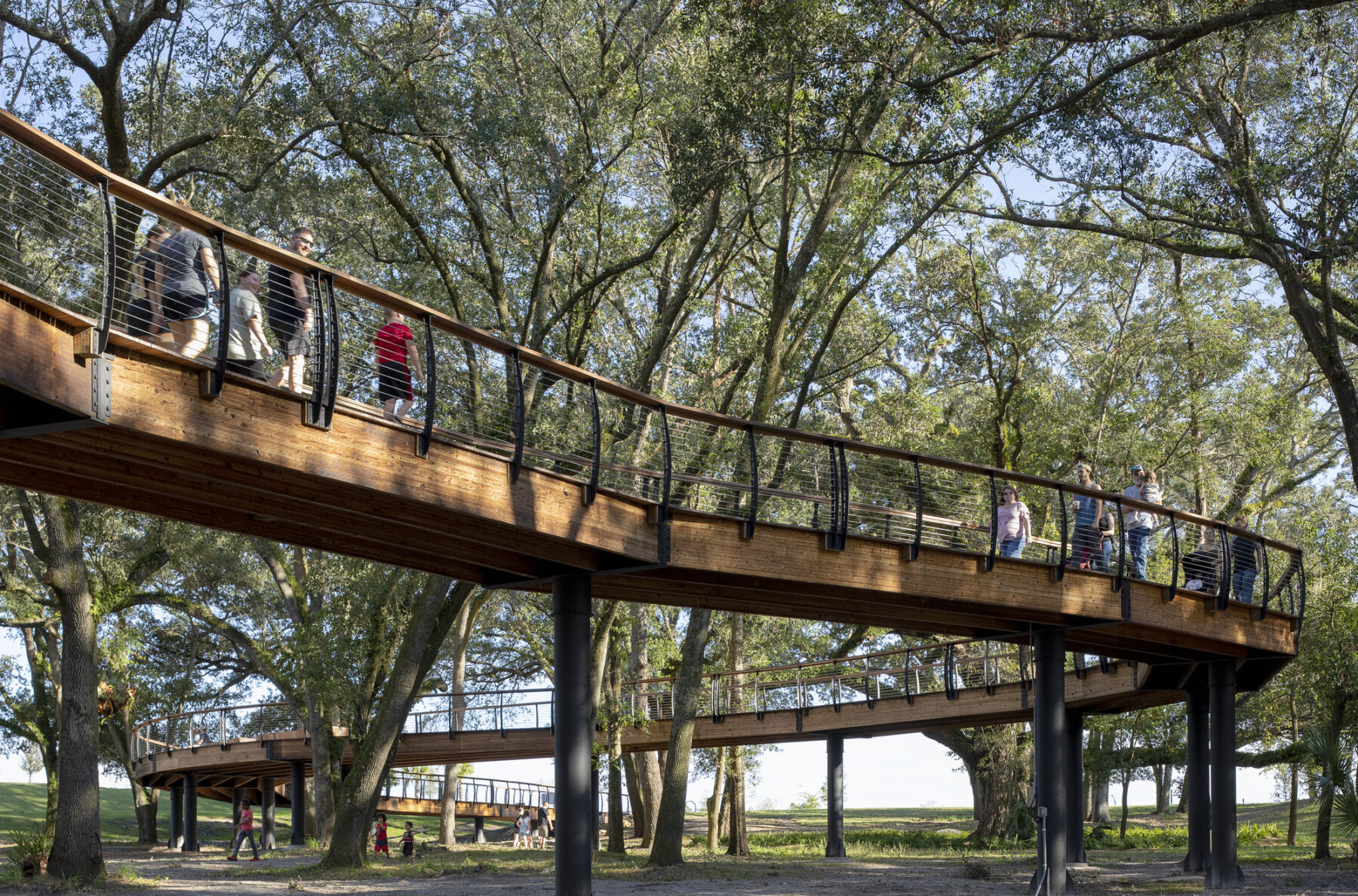 People walking on elevated walkway canopy nestled between oak trees