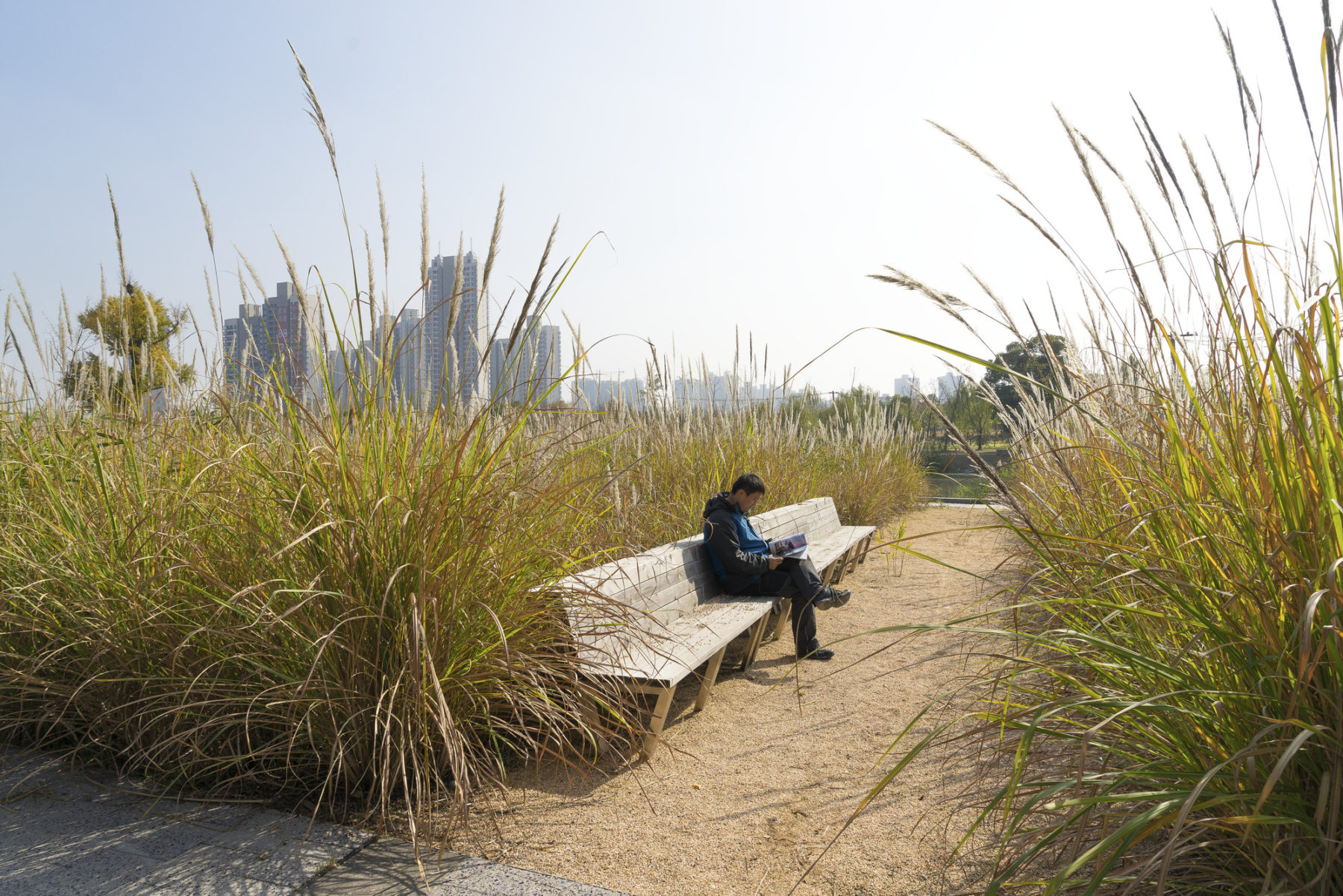 Man sitting on a bench amid tall grass on a sunny day.