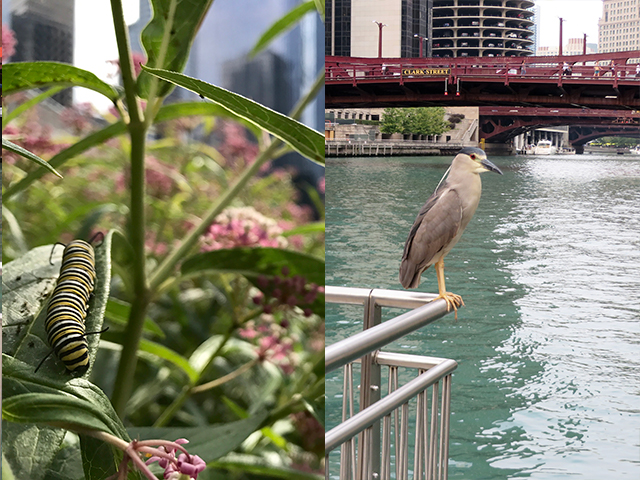 Side by side of caterpillar and bird on Riverwalk.