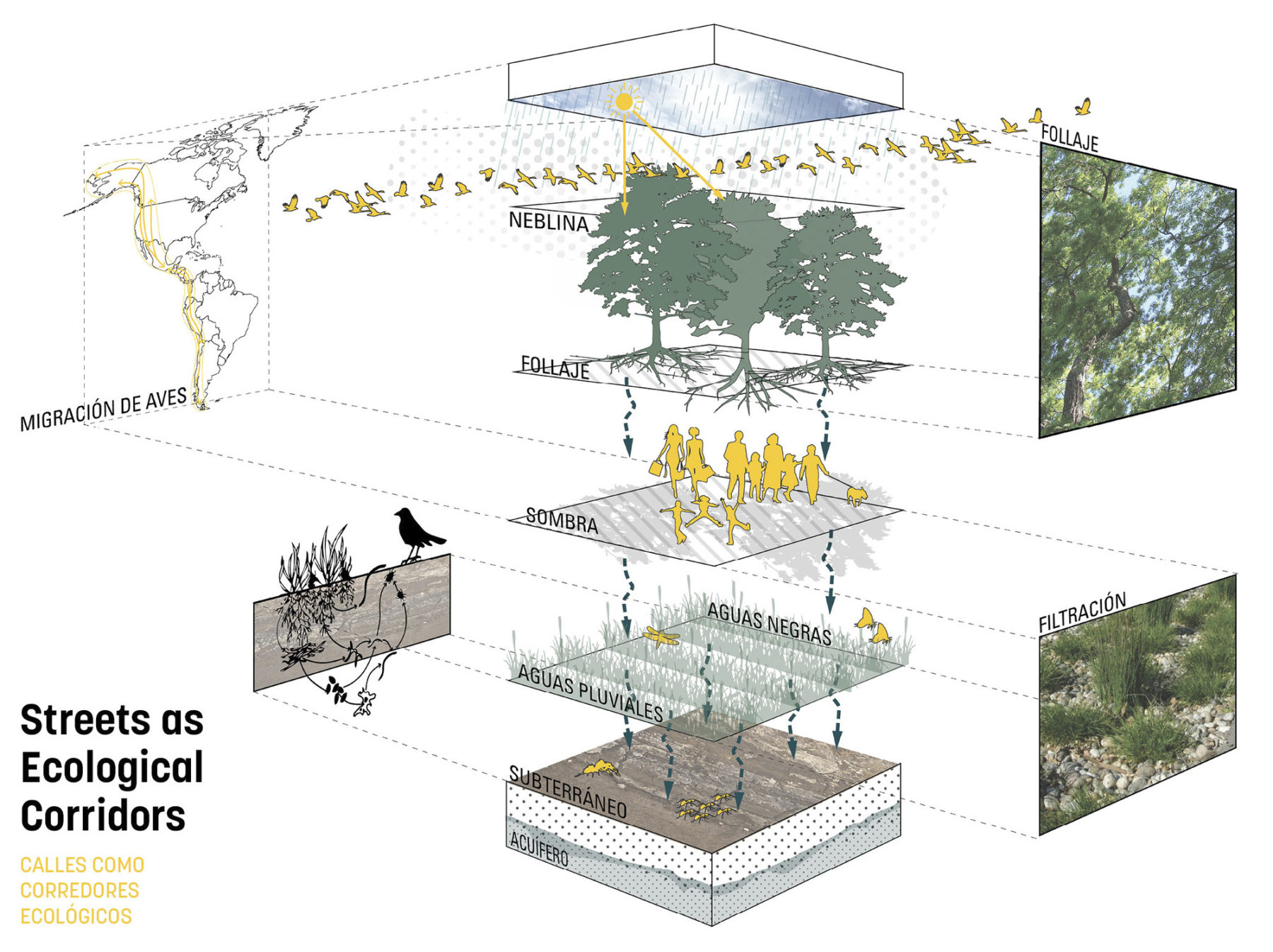 diagram showing streets as ecological coridors