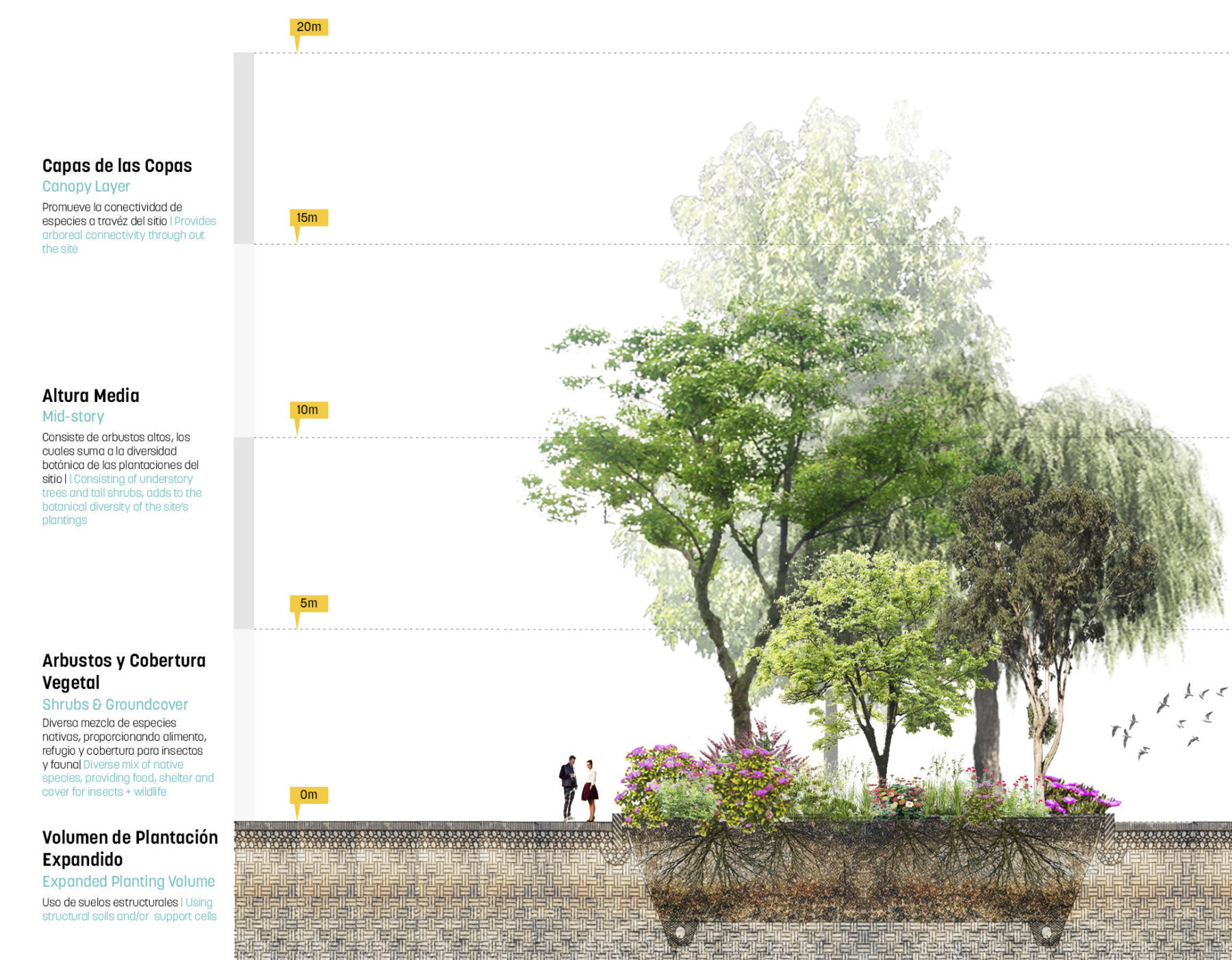 section diagram of trees