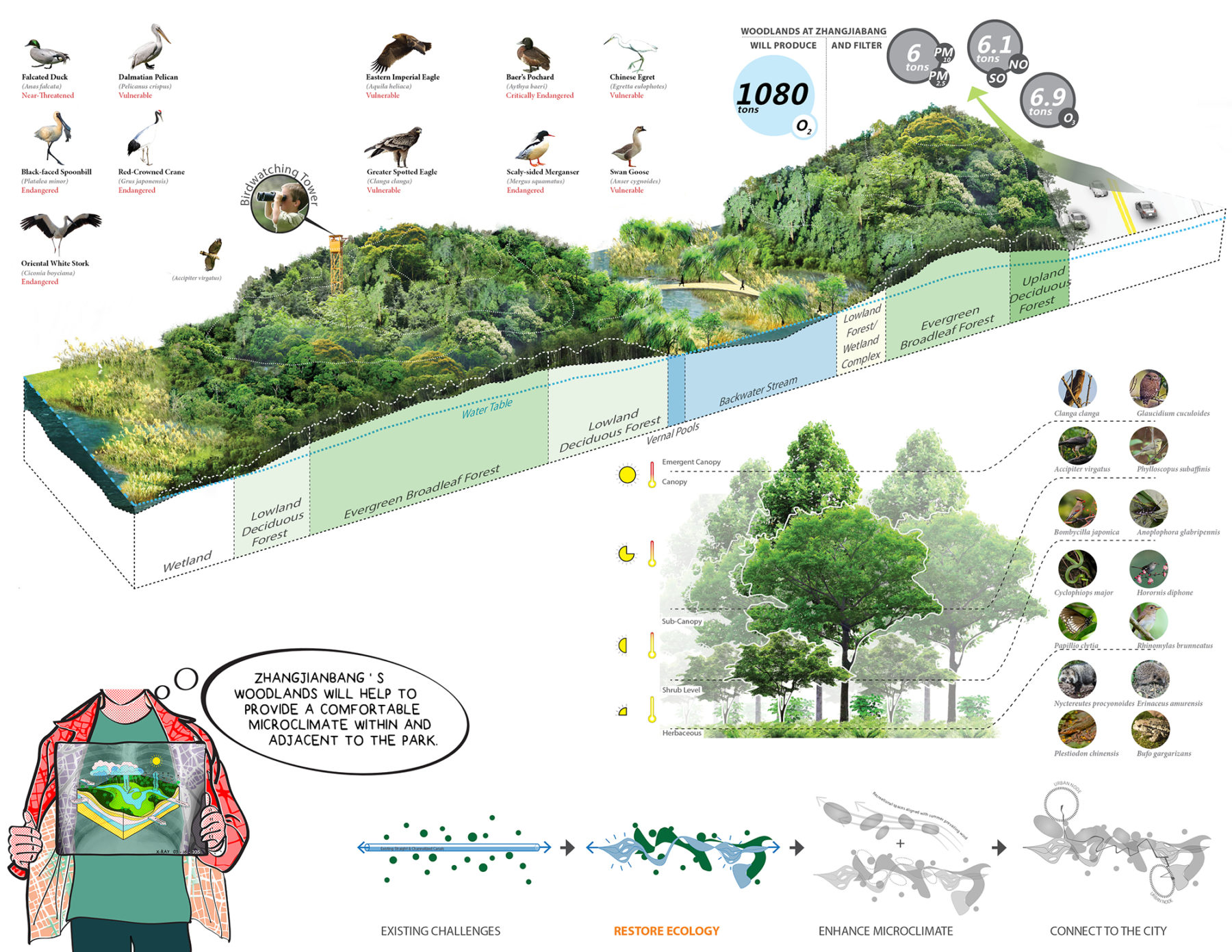 Section perspective rendering of the park's wetland structure and the types of birds