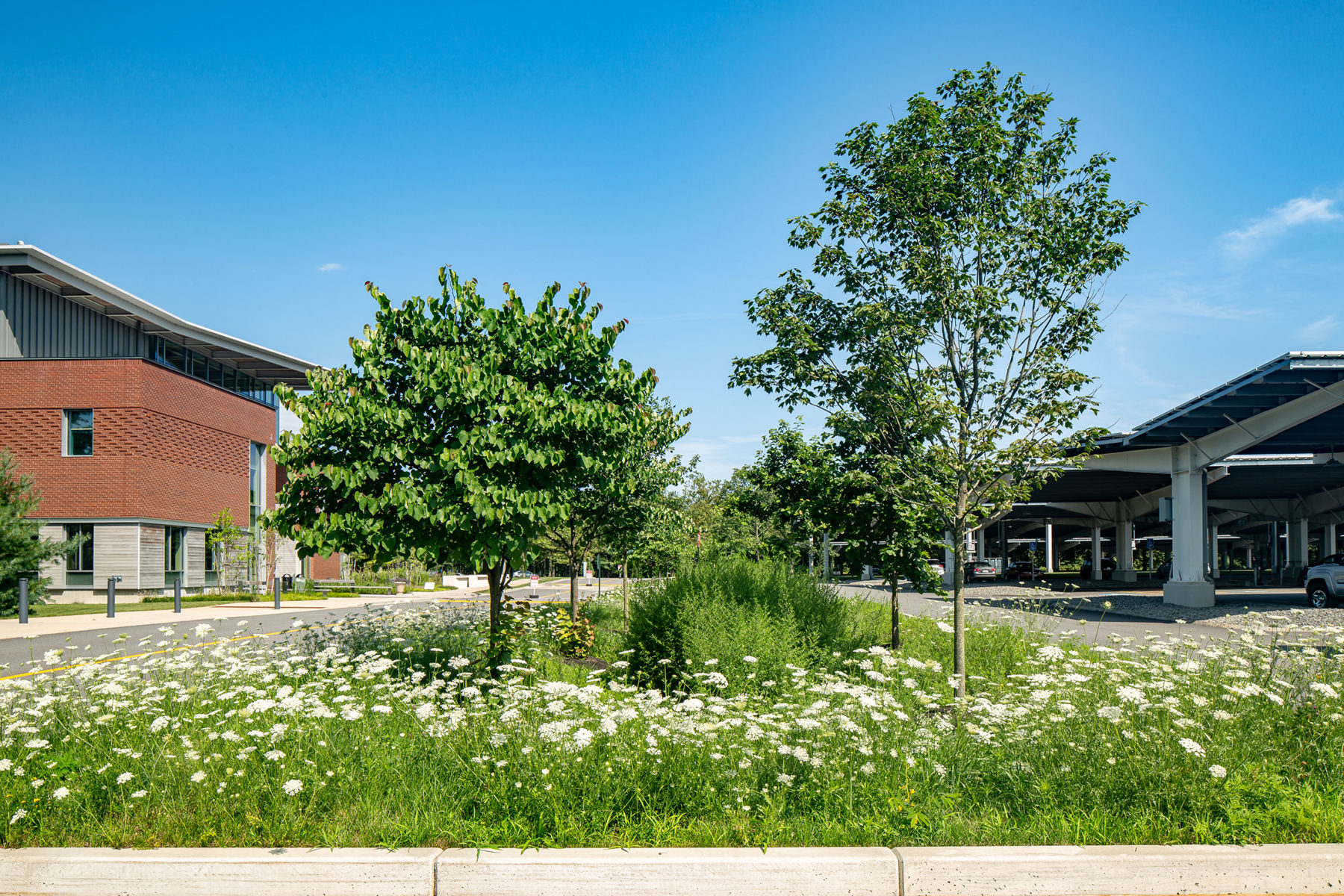Image featuring two trees highlighting the native plants at the site.