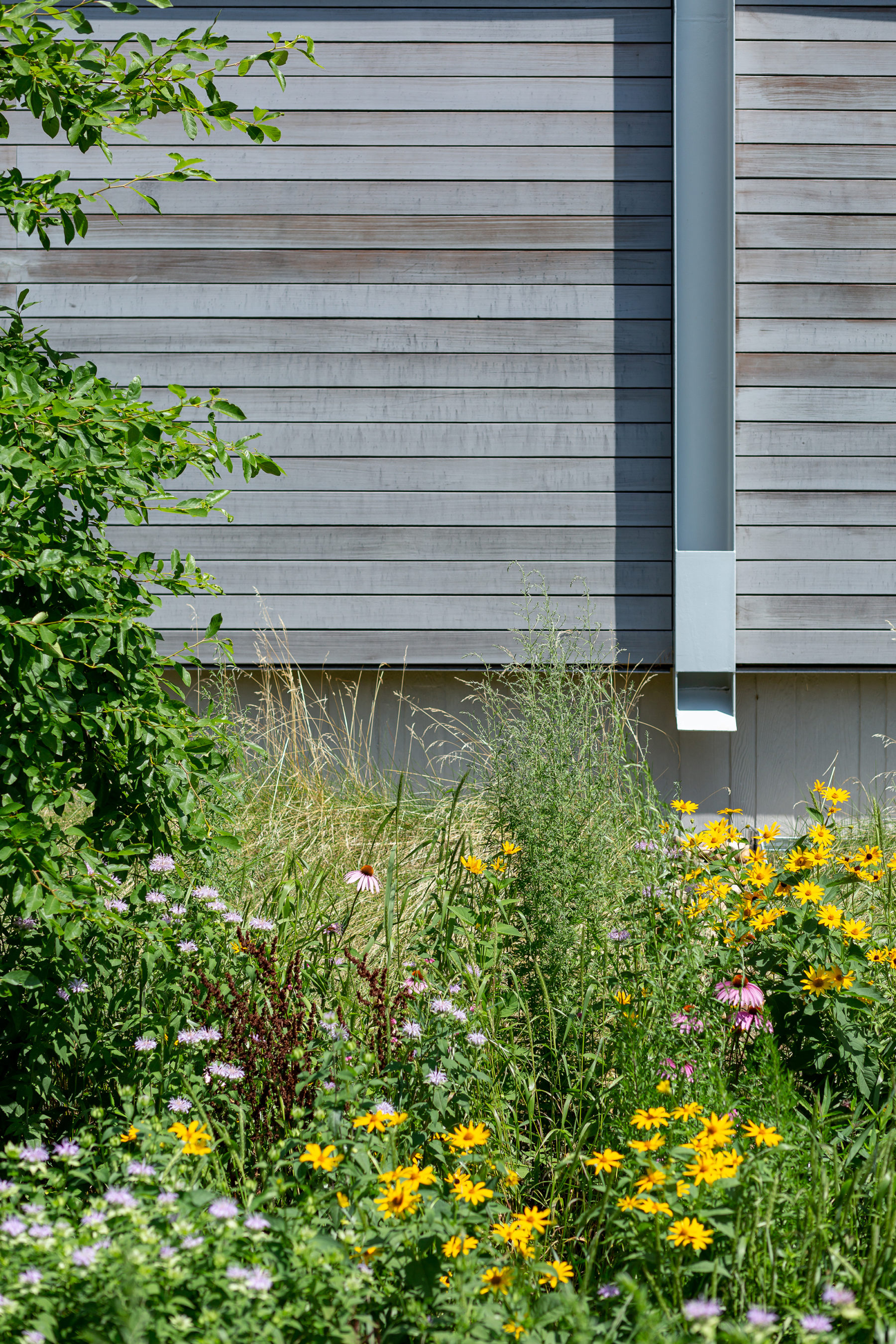 A downspout that channels water directly into the rain garden.