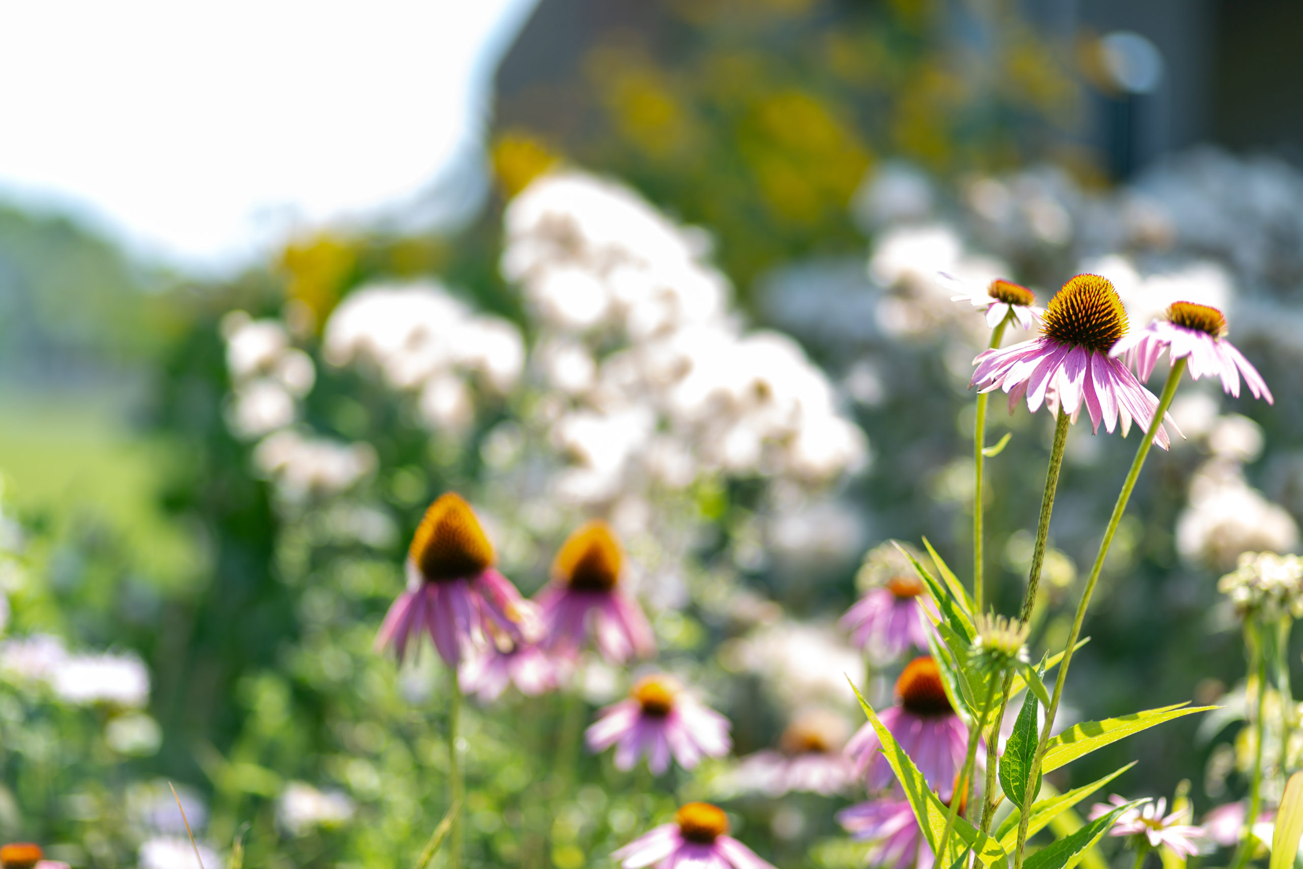 A close up of two flowers that are part of the site's landscaping.