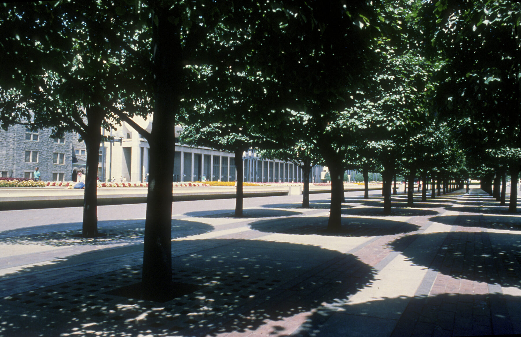 photograph taken in the shade beneath a row of linden trees with views towards reflecting pool