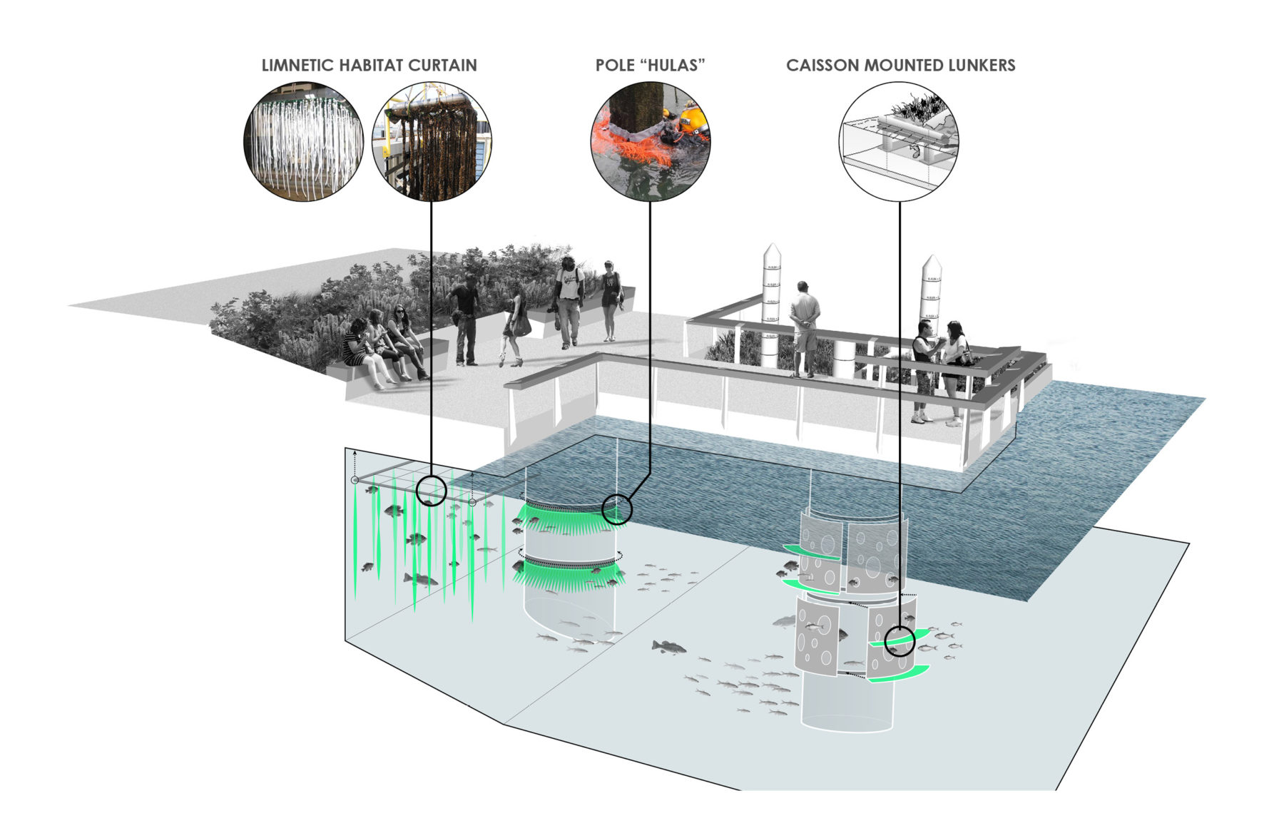 graphic of fish ladder