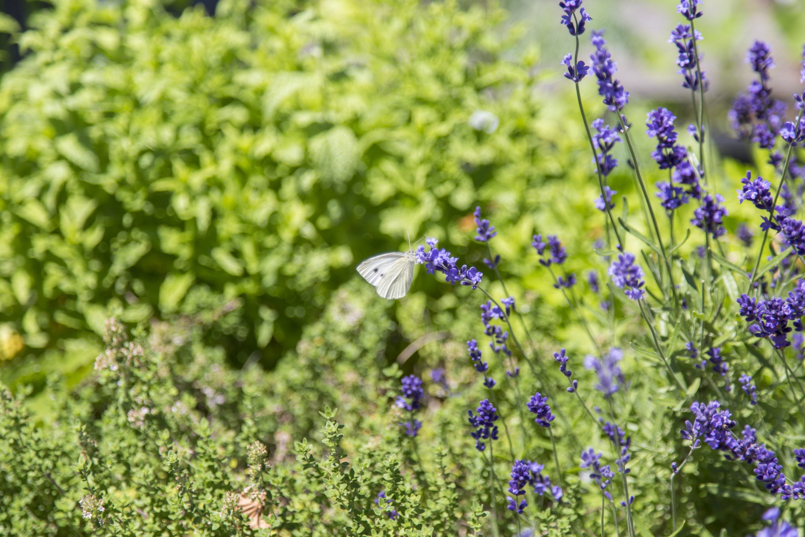 Butterfly on purple flower