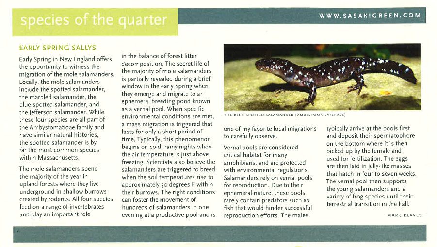 section of newsletter describing the species of the quarter, the blue spotted salamander