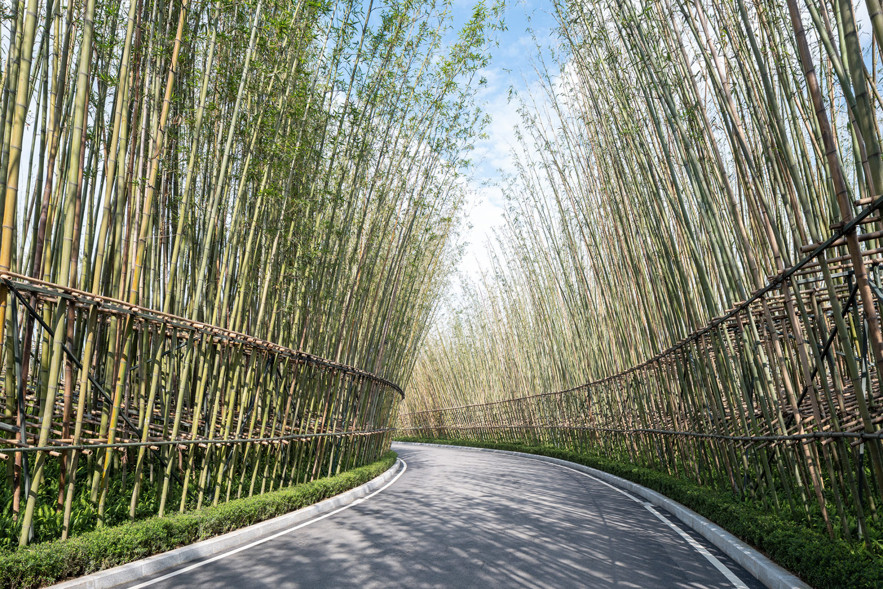 view of pathway through bamboo grove