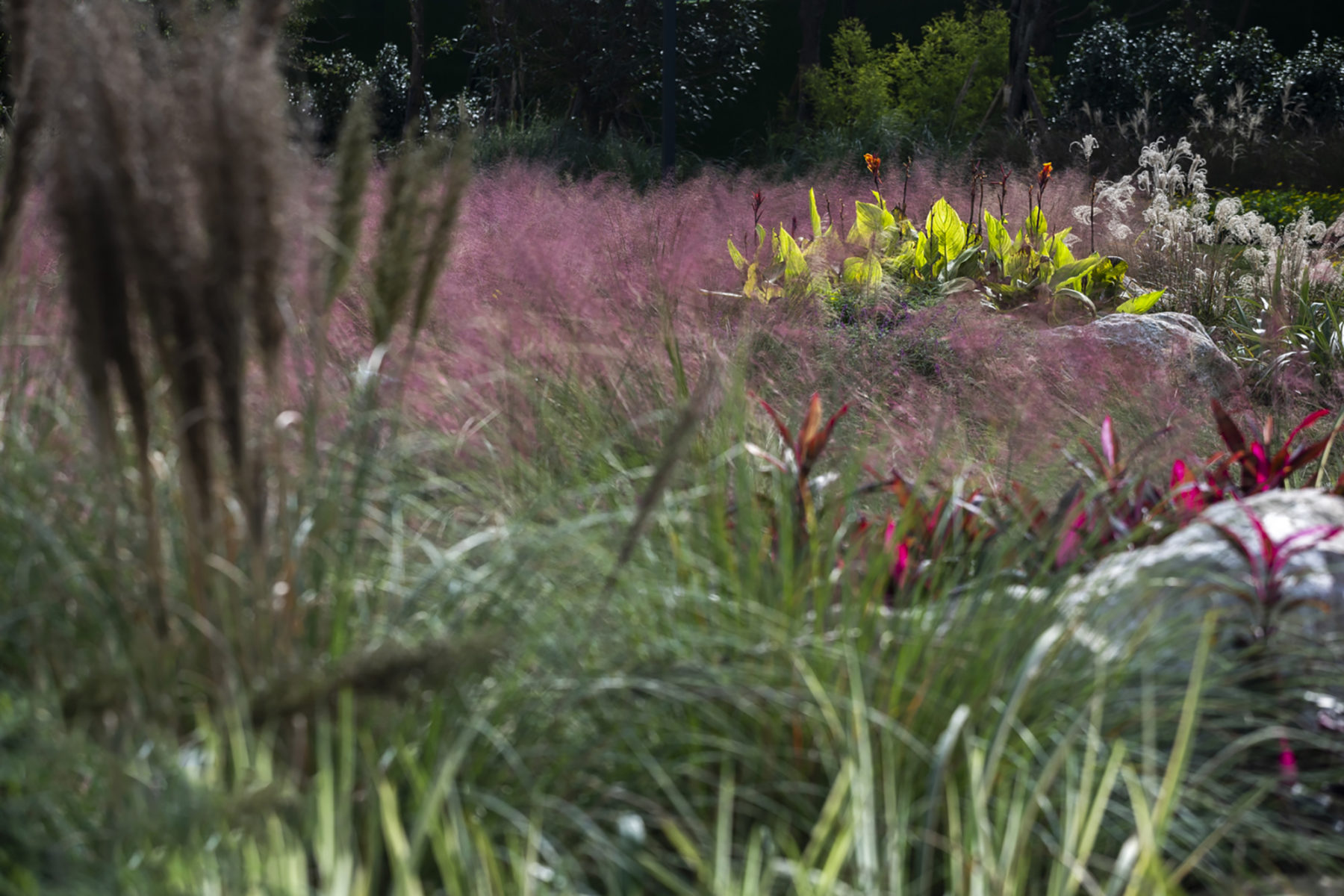 close up shot of landscape plantings