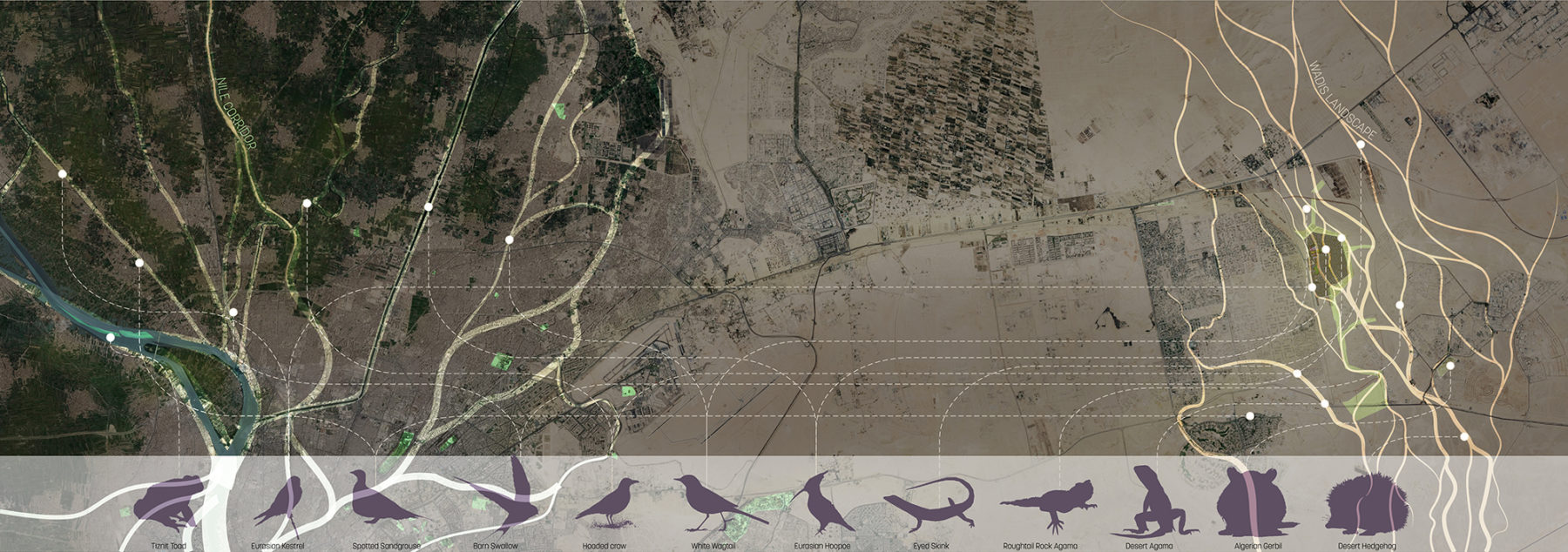 aerial satellite view of Cairo site with native birds graphic