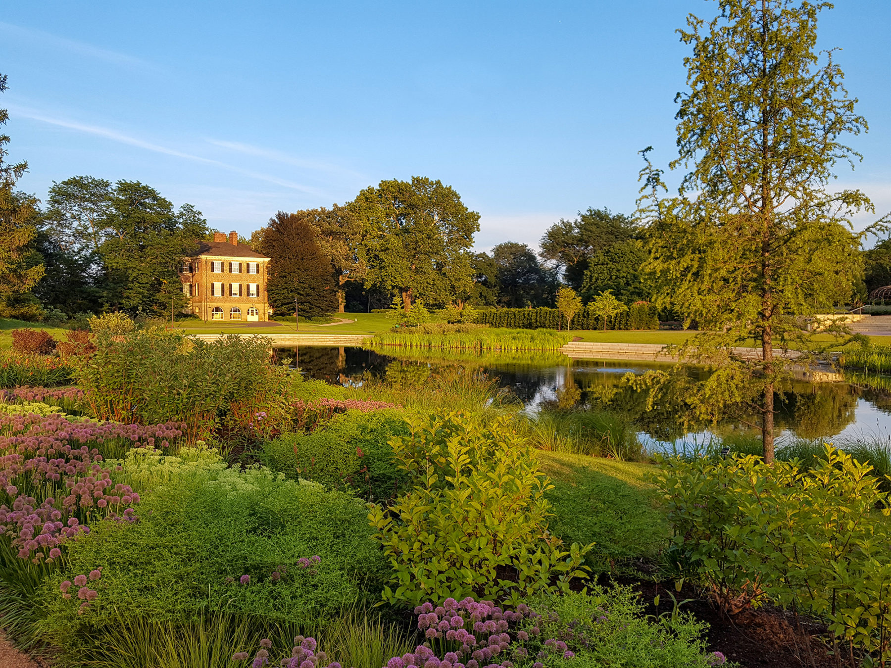 photo of pond with plants in foreground and a house in the background