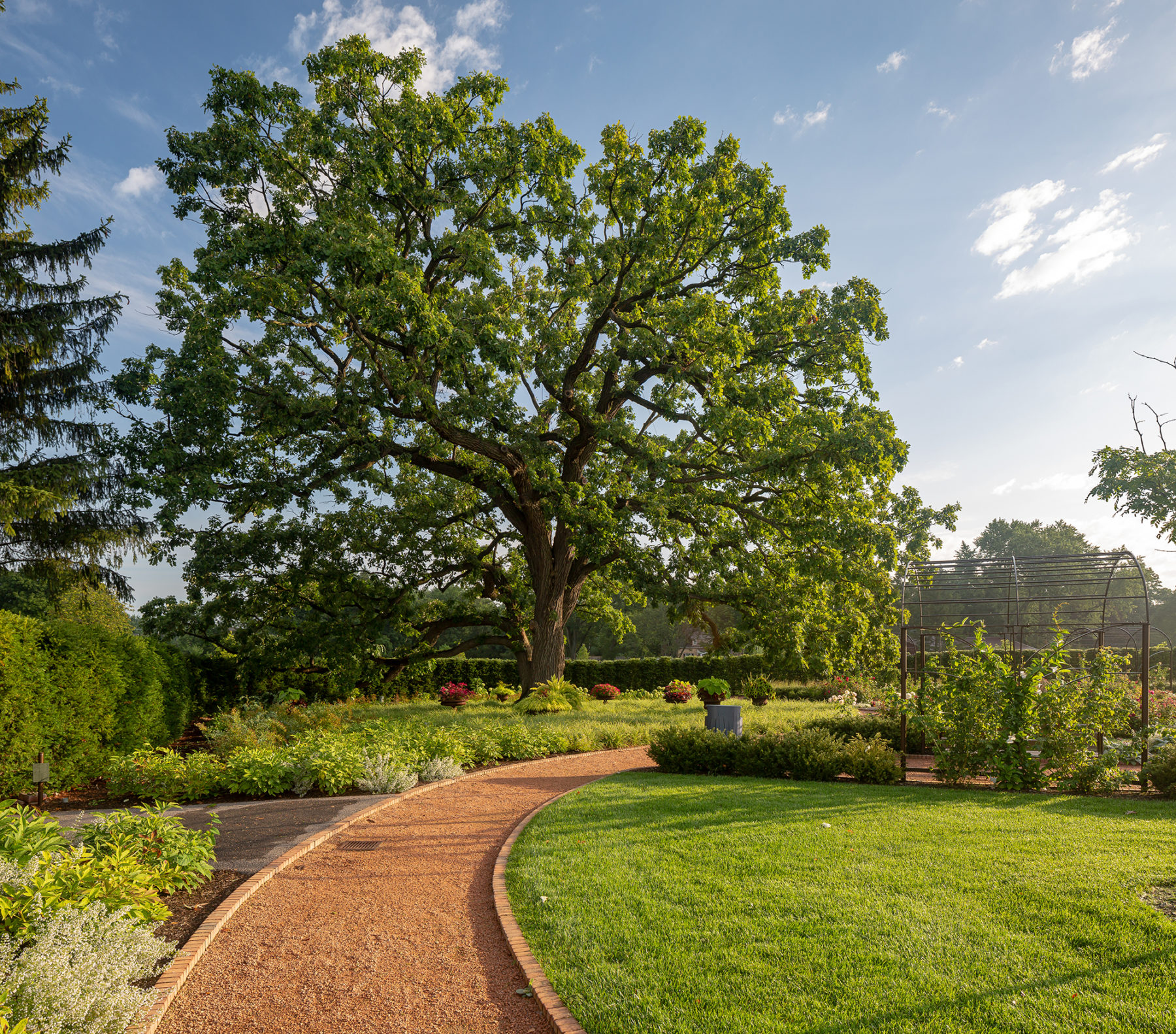a path leads through a garden to a large oak tree