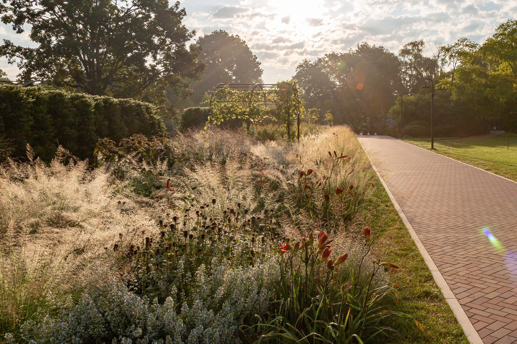 a path runs alongside late summer seedhead plants