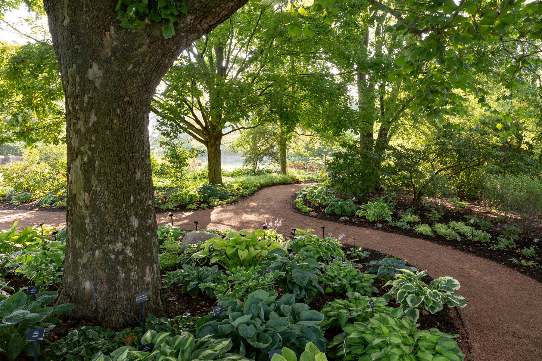 a hosta garden shaded by trees