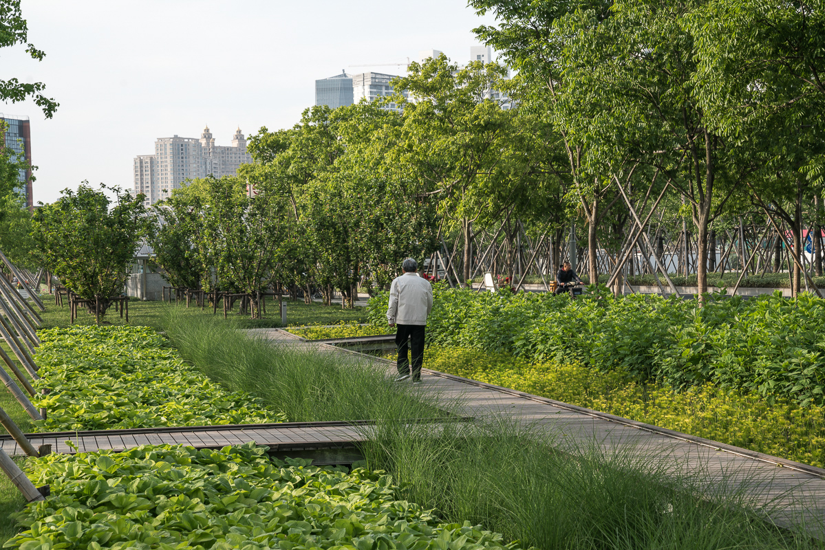 single person walking through Xuhui park, luscious greenery in foreground