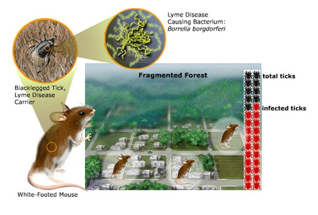 a graphic showing increased tick populations