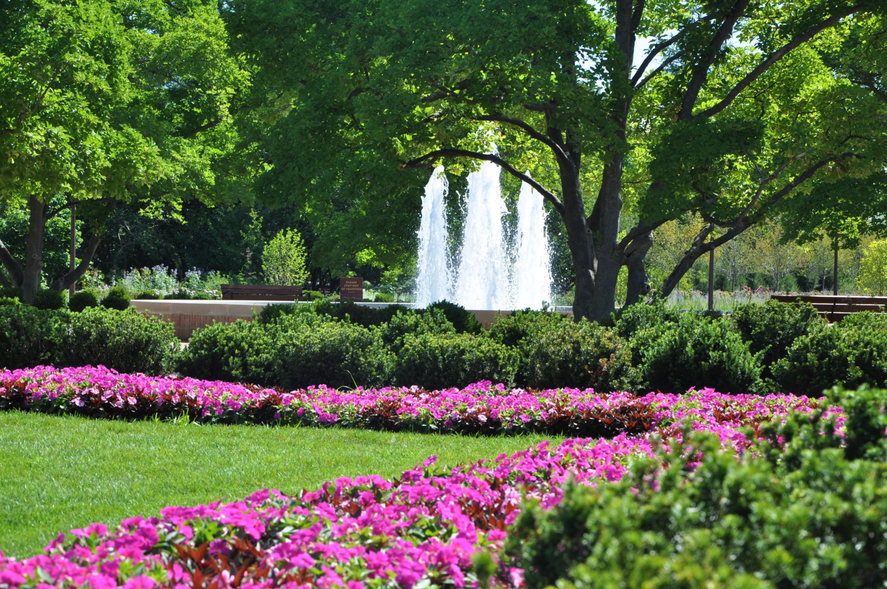 A row of pink flowers in front of green shrubbery with a fountain in the background
