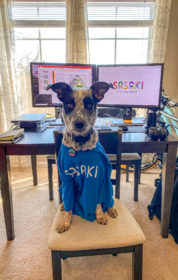 photo of a dog with a Sasaki shirt on sitting in front of a work from home setup