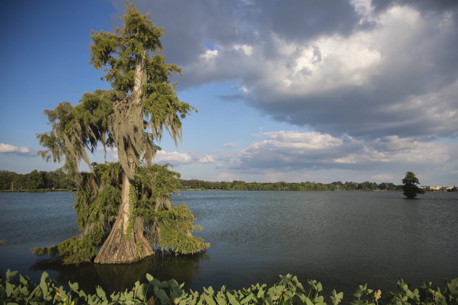 view of tree growing in lake on a cloudy day with blue skies