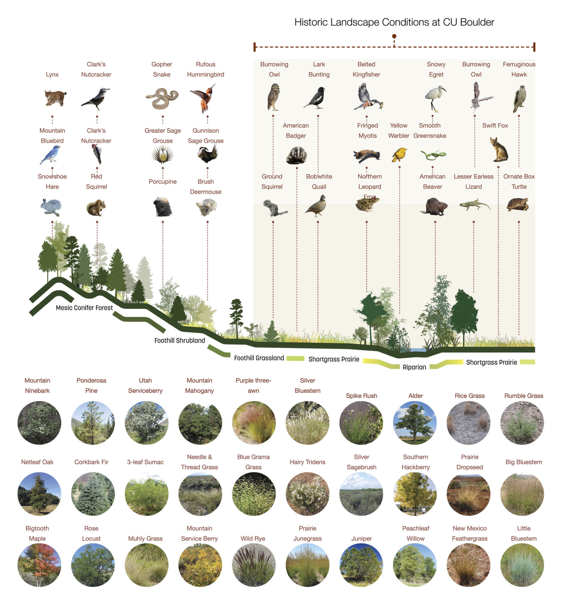 section drawing annotating different campus wildlife and plant species