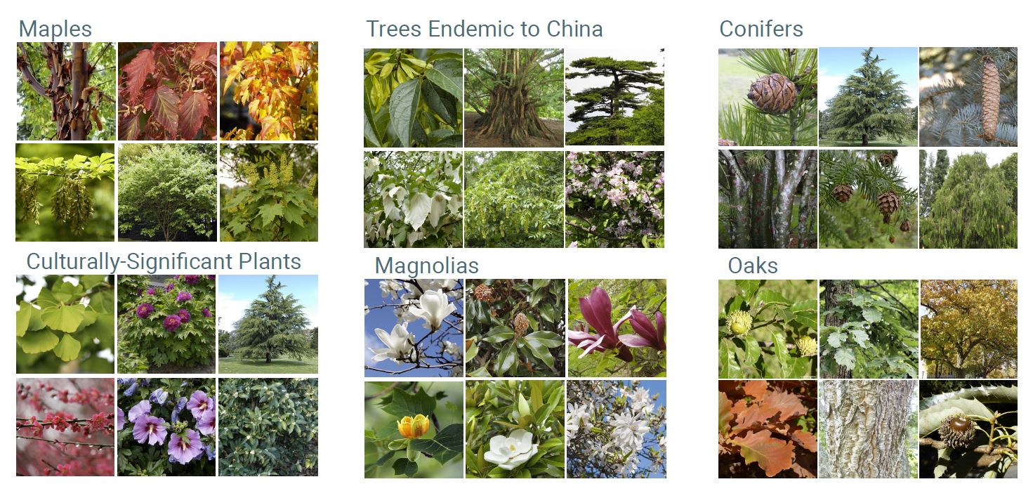 A collage of photos of plants. Labels read: maples, trees endemic to China, conifers, culturally-significant plants, magnolias, and oaks