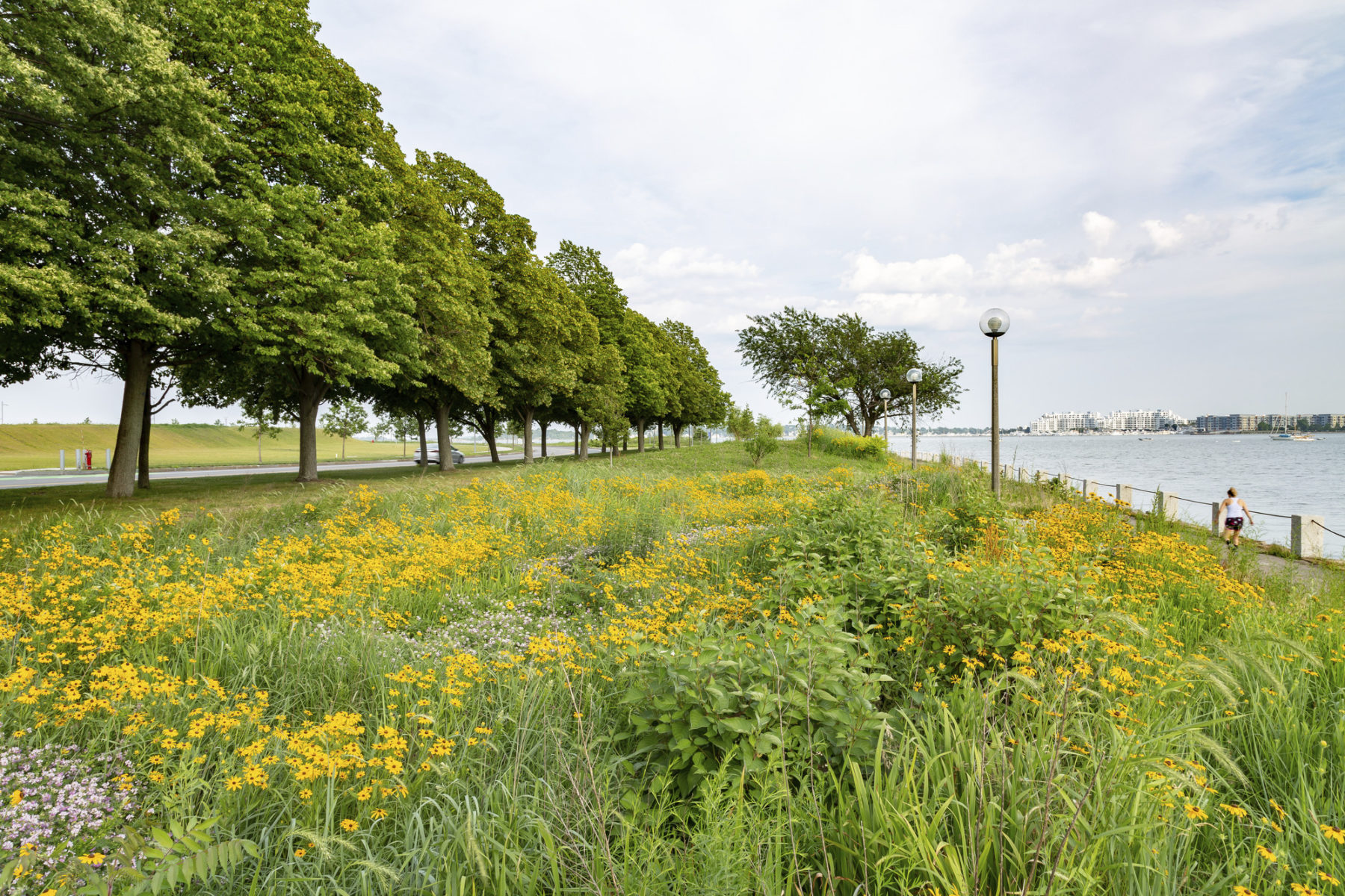 A lush landscape full of yellow wildflowers at the ocean's edge