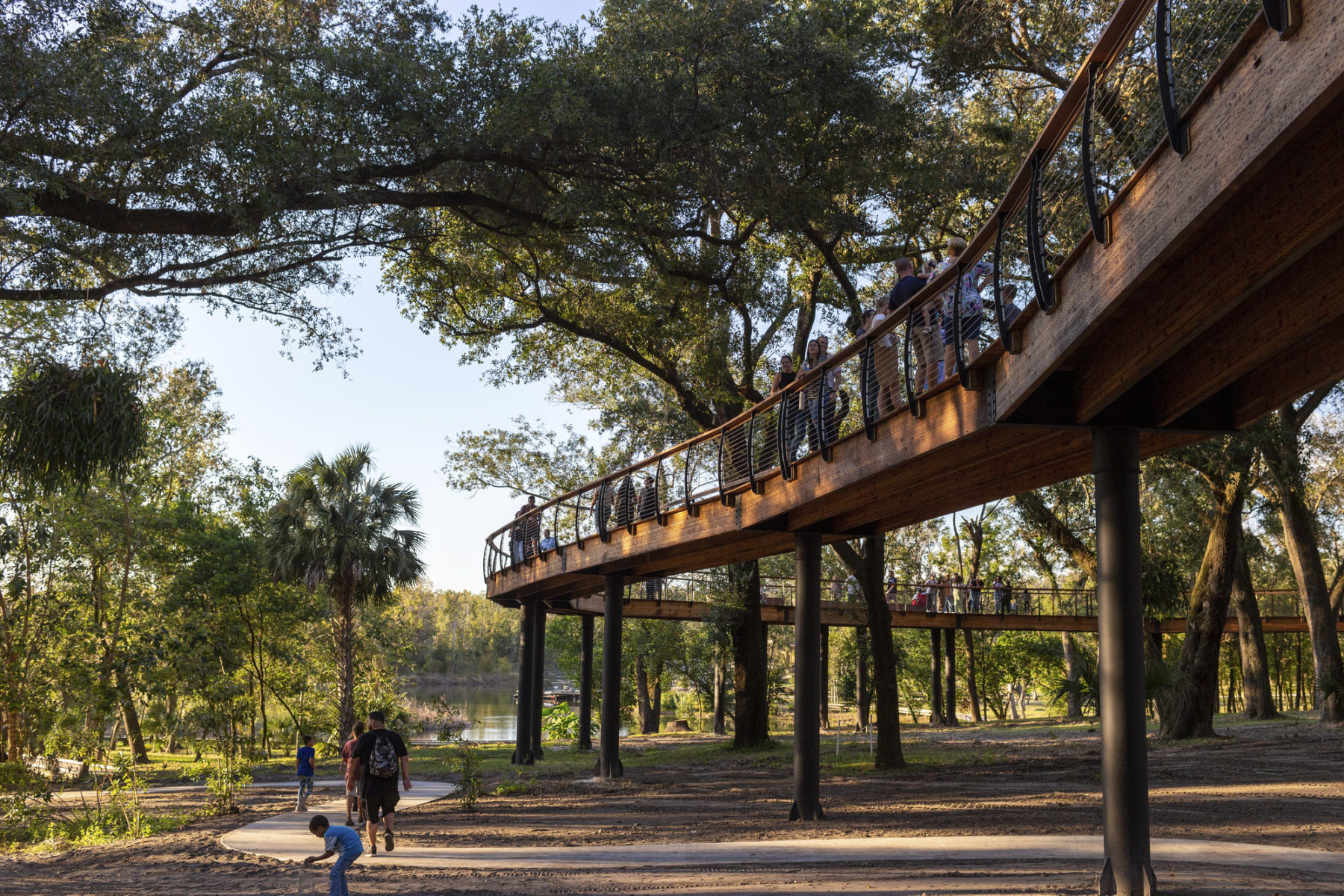 View looking up at an elevated boardwalk that meanders through a grove of trees