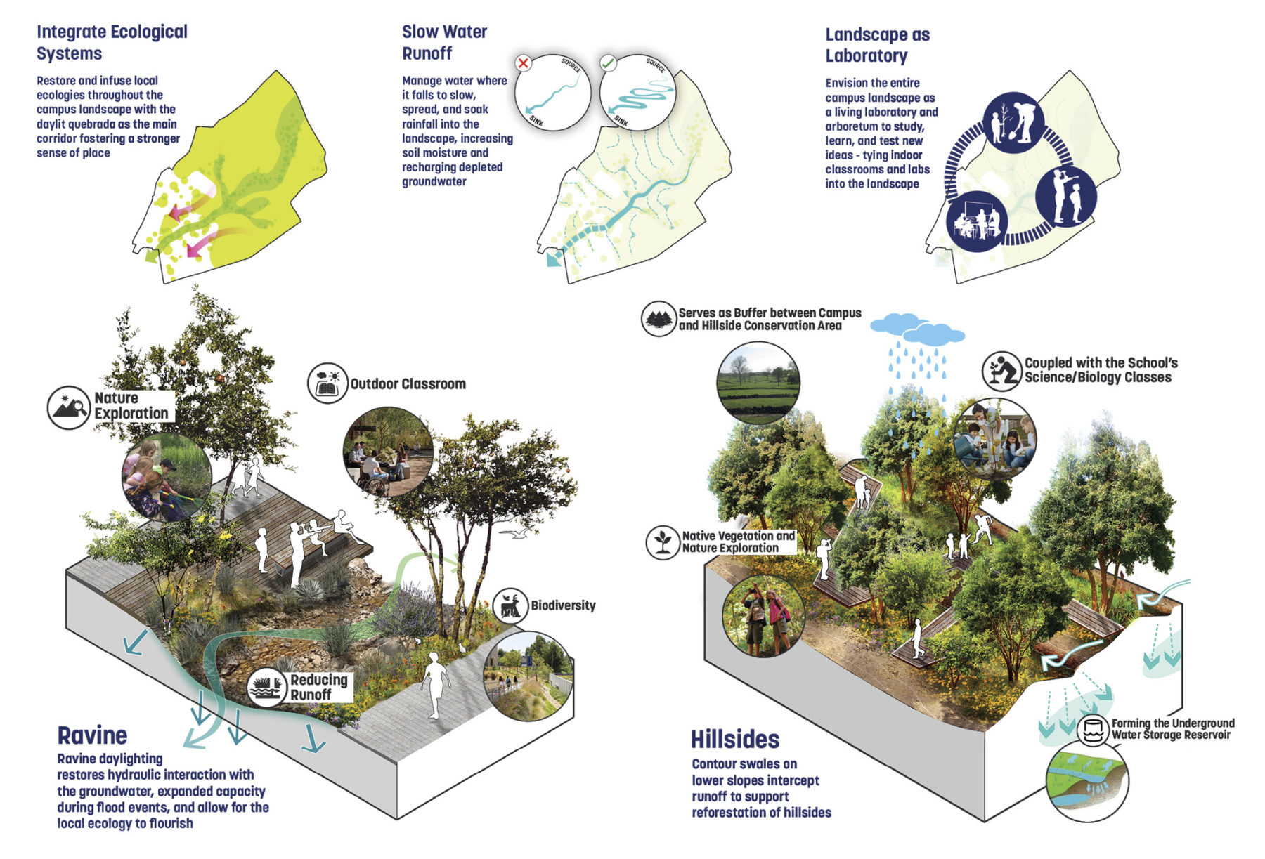 diagram of site ecology