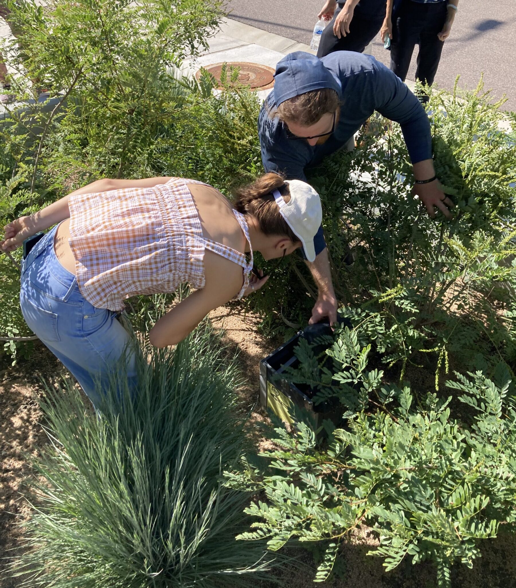 two young adults bending over a planter in a heavily planted streetside bed