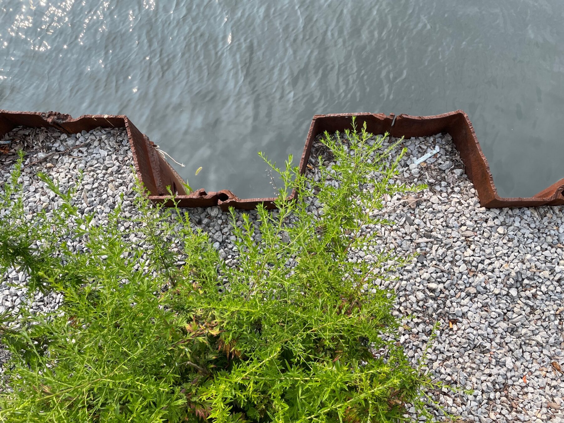 photo of water's edge, kept back by retaining wall, with low plants growing on shore
