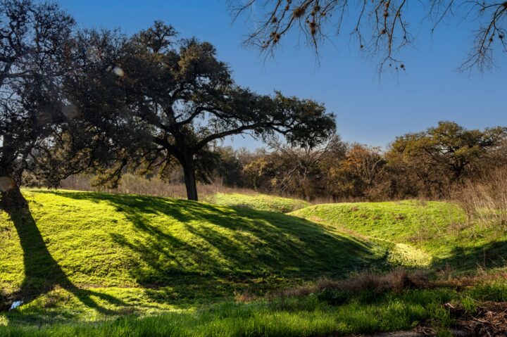 Photograph of trees planted on rolling hills casting shadows with morning light all around