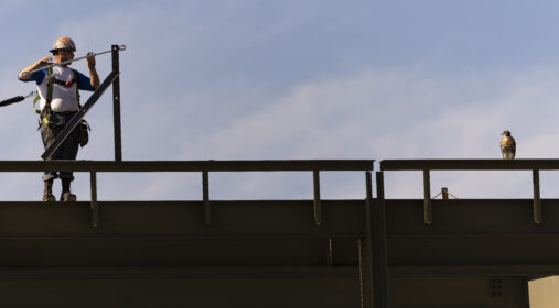 Photo taken at Meinig Fieldhouse construction with worker on roof facing one of the nesting hawks, perched on the steel frame